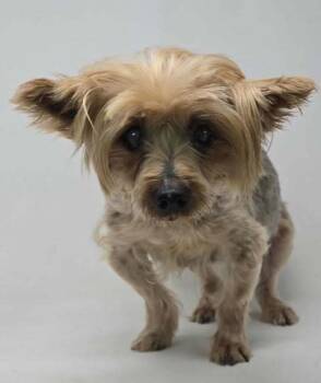 Rescue Yorkshire Terrier Dogs for Adoption in Brewster, New York - Grape | PetCurious