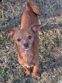 Rescue Chihuahua Dogs for Adoption in Baton Rouge, Louisiana - Many | PetCurious