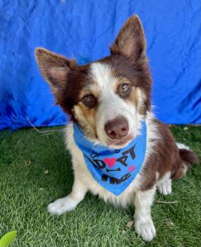 TOBY -  Corgi Dog for Adoption in Rowland Heights, California - TOBY | PetCurious