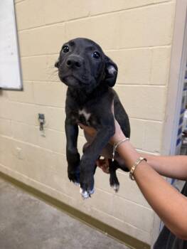 ONYX -  Pit Bull Terrier and Mixed Breed Dog for Adoption in Texas City, Texas - ONYX | PetCurious