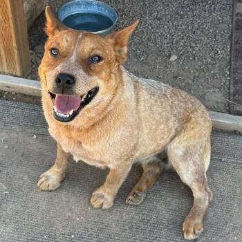 Rescue Mixed Breed Dogs for Adoption in Park City, Utah - Winnie | PetCurious