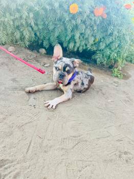 Rescue French Bulldog Dogs for Adoption in Rancho Santa Fe, California - Stevie | PetCurious