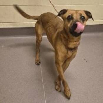Sipsey -  Black Mouth Cur and Mixed Breed Dog for Adoption in Norman, Oklahoma - Sipsey | PetCurious