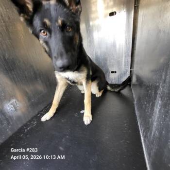 German Shepherd Dog Dogs Available for Adoption - LAINEY | PetCurious