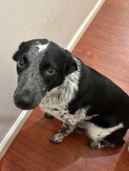 Rescue Australian Cattle Dog Blue Heeler Dogs for Adoption in Piedmont, California - Scooter | PetCurious