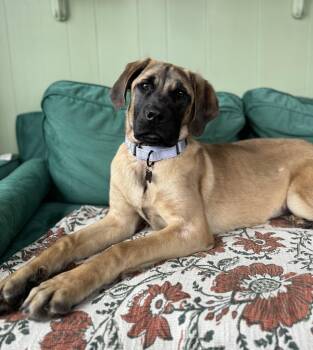 Mastiff Dogs Available for Adoption - Cleo  | PetCurious