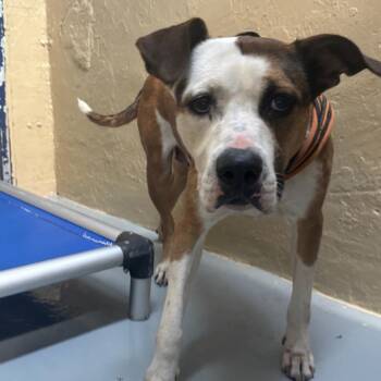 Bro -  Pit Bull Terrier Dog for Adoption in Newark, New Jersey - Bro | PetCurious