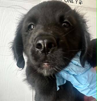 Spino -  Mixed Breed Dog for Adoption in Evansville, Indiana - Spino | PetCurious