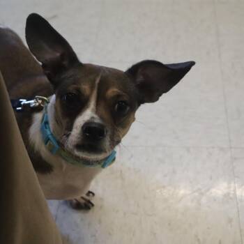 Chihuahua and Dachshund Dogs Available for Adoption in Goshen, Kentucky - Misty | PetCurious