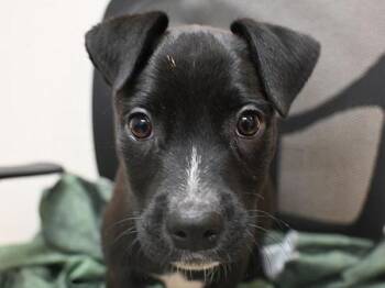 American Staffordshire Terrier and Labrador Retriever Dogs Available for Adoption in Portland, Oregon - Pedro | PetCurious