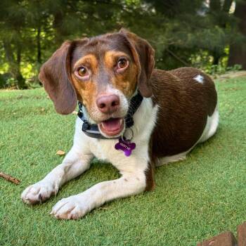 Bobby -  Beagle and Mixed Breed Dog for Adoption in Minneapolis, Minnesota - Bobby | PetCurious