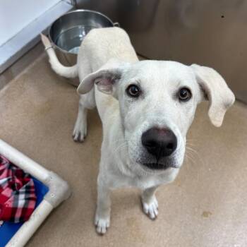 Ponyboy -  Mixed Breed Dog Available for Adoption in Corpus Christi, Texas - Ponyboy | PetCurious