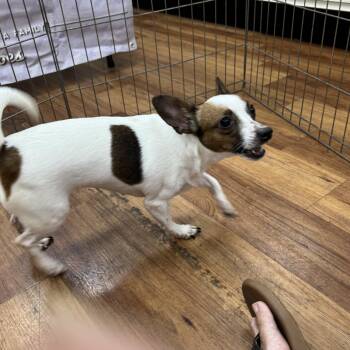 Lil Bit -  Chihuahua and Jack Russell Terrier Dog for Adoption in Lantana, Florida - Lil Bit | PetCurious
