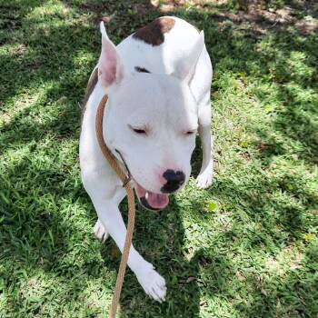 Whoopi -  Terrier and Mixed Breed Dog for Adoption in Corpus Christi, Texas - Whoopi | PetCurious