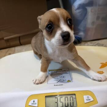 Conroe Puppy 5 -  Chihuahua and Terrier Dog for Adoption in Montgomery, Texas - Conroe Puppy 5 | PetCurious