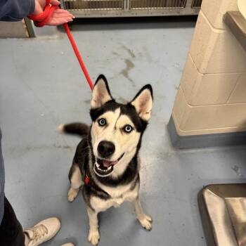 Asuka -  Siberian Husky Dog for Adoption in Brockton, Massachusetts - Asuka | PetCurious