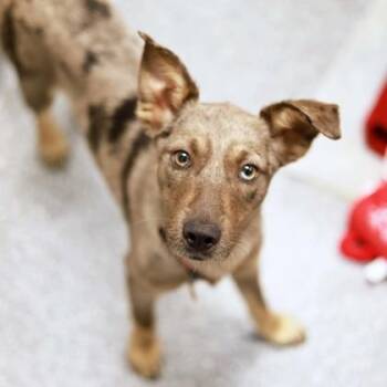 Mixed Breed Dogs Available for Adoption - Marty | PetCurious