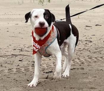 Charlie -  German Shorthaired Pointer and Boxer Dog for Adoption in Hobart, Indiana - Charlie | PetCurious