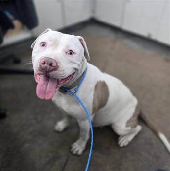 MILKSHAKE -  Mixed Breed Dog for Adoption in Dallas, Texas - MILKSHAKE | PetCurious