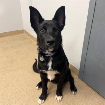 MASON -  Border Collie and Mixed Breed Dog for Adoption in Aurora, Colorado - MASON | PetCurious