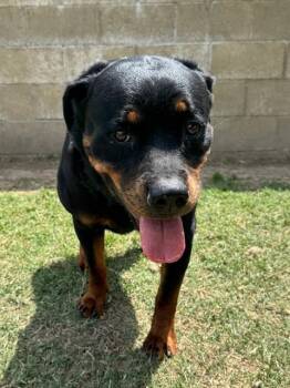 Rottweiler Dogs Available for Adoption in Riverside, California - PETITE | PetCurious