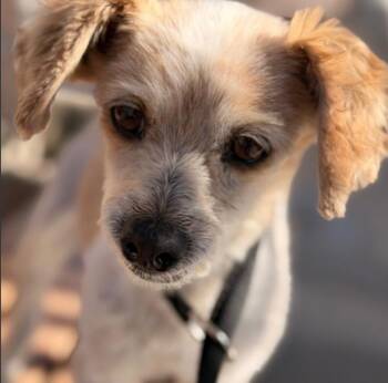 Linda -  Spaniel and Maltese Dog for Adoption in Thompson Falls, Montana - Linda | PetCurious