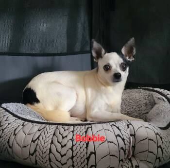Chihuahua Dogs Available for Adoption in New Port Richey, Florida - Bobbie | PetCurious