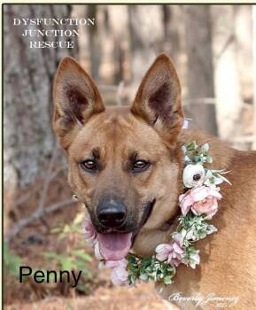 Rescue Belgian Shepherd Malinois Dogs for Adoption in Jeffersonville, Georgia - Penny | PetCurious
