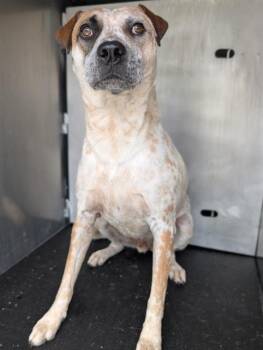 Australian Cattle Dog Blue Heeler Dogs Available for Adoption in San Antonio, Texas - LUX | PetCurious