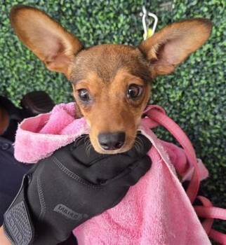 DOG 5 -  Chihuahua and Mixed Breed Dog for Adoption in El Paso, Texas - DOG 5 | PetCurious