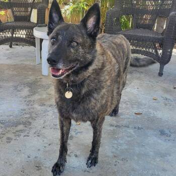 Turbo Trebek -  Belgian Shepherd Malinois Dog Available for Adoption in Ramona, California - Turbo Trebek | PetCurious