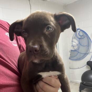 Jake from State Farm -  Boxer and Labrador Retriever Dog for Adoption in Parrish, Alabama - Jake From State Farm | PetCurious