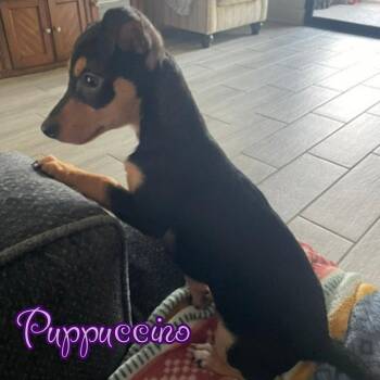 Puppuccino Polly -  Dachshund Dog for Adoption in San Antonio, Texas - Puppuccino Polly | PetCurious