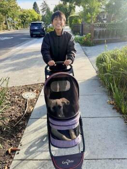 German Shepherd Dog Dogs Available for Adoption in Palo Alto, California - Hazelnut | PetCurious