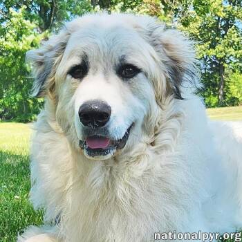 Oakley in KY - A Joyful, Prancing Pup -  Great Pyrenees Dog for Adoption in Beacon, New York - Oakley In KY - A Joyful, Prancing Pup | PetCurious