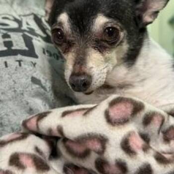 Buddy -  Chihuahua Dog for Adoption in North Little Rock, Arkansas - Buddy | PetCurious