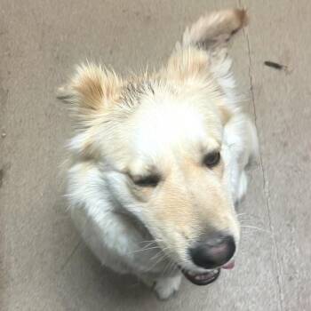 Mixed Breed Dogs Available for Adoption in Chattanooga, Tennessee - Water Chestnut | PetCurious