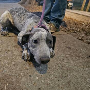 TNGC-Stray-1411 -  Mixed Breed Dog for Adoption in Pulaski, Tennessee - TNGC-Stray-1411 | PetCurious