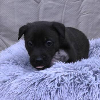 Pit Bull Terrier Dogs Available for Adoption in Rifle, Colorado - Iron (26-1E-7) | PetCurious