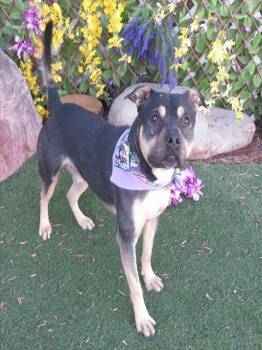 Rottweiler and Mixed Breed Dogs Available for Adoption - DUKE | PetCurious