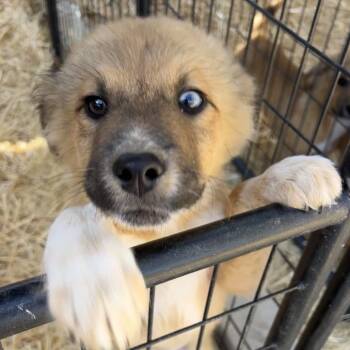 Rescue Mixed Breed Dogs for Adoption in Moab, Utah - Gelato | PetCurious