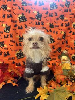 Haywire -  Chihuahua Dog for Adoption in Upper Sandusky, Ohio - Haywire | PetCurious