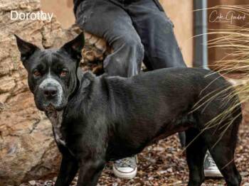 DOROTHY -  Shar Pei and Mixed Breed Dog for Adoption in Santa Fe, New Mexico - DOROTHY | PetCurious