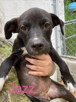 Jazz -  Labrador Retriever and Mixed Breed Dog for Adoption in Zimmerman, Minnesota - Jazz | PetCurious