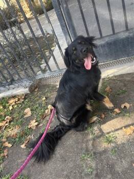 PINKY -  Flat Coated Retriever and Mixed Breed Dog for Adoption in Riverside, California - PINKY | PetCurious