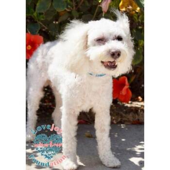 Rescue Miniature Poodle Dogs for Adoption in Inglewood, California - Marshmallow | PetCurious