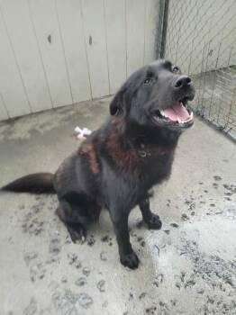 Rescue Labrador Retriever and Alaskan Malamute Dogs for Adoption in Kodiak, Alaska - Atom | PetCurious