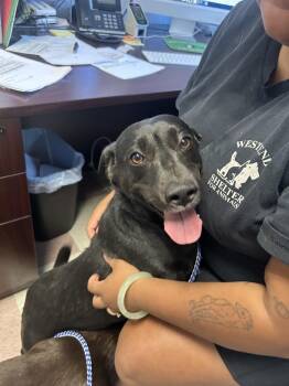 Nick (Lab/Dachshund Mix) -  Labrador Retriever and Dachshund Dog for Adoption in Ontario, California - Nick (Lab/Dachshund Mix) | PetCurious