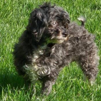 Ren -  Miniature Poodle Dog for Adoption in Brockport, New York - Ren | PetCurious