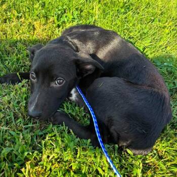 Mario -  German Shepherd Dog Dog for Adoption in Lenexa, Kansas - Mario | PetCurious